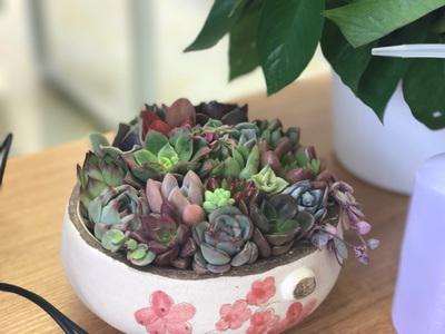 我与多肉的趣事