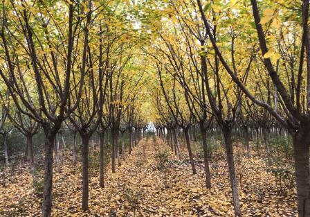 陕西绿宇园林公司“摸家底”  全面开展资产盘点清查工作