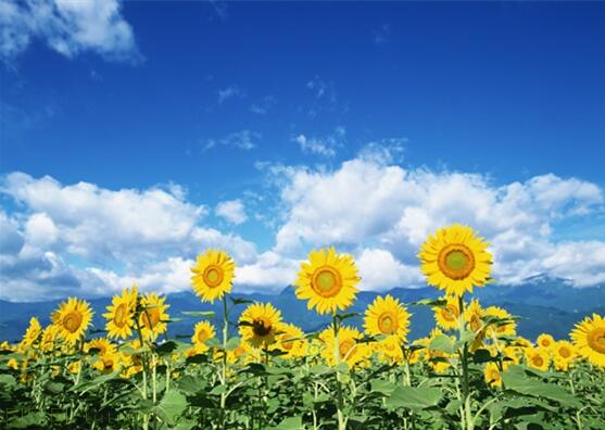 用责任点燃青春，以担当成就事业