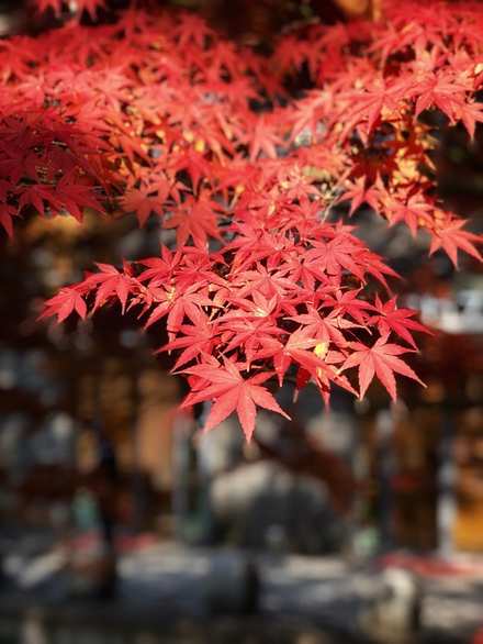 霜叶红于二月花