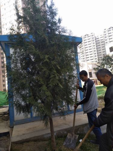 铜煤公司第十二项目部组织职工开展植树活动