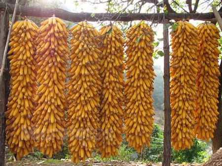 立秋节气之由来