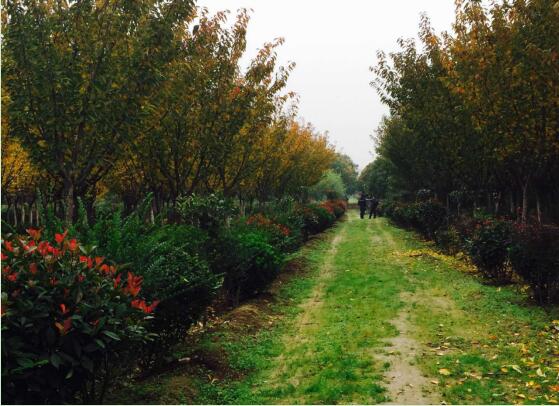 陕煤建设绿宇园林公司：以自有苗木为设计基础，打造“花园式”工程