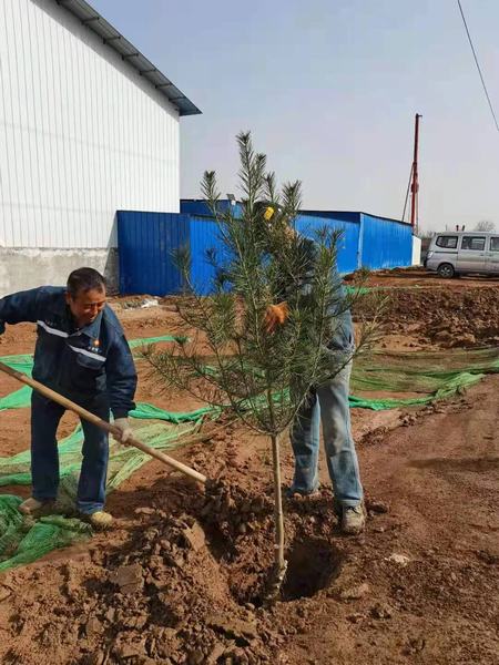 陕煤建设矿建二公司组织开展植树节活动