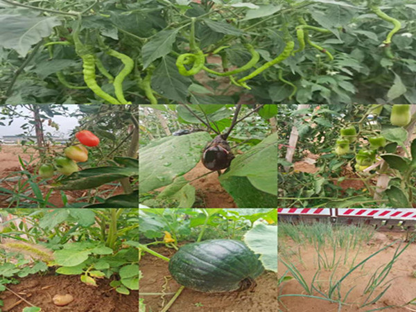 陕煤建设咸阳分公司第九项目部：硕果累累的“菜园子”，满满当当的“菜篮子”