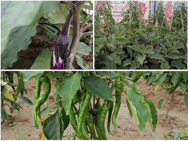 陕煤建设天工公司安装三部为员工办实事 “小菜园”大丰收