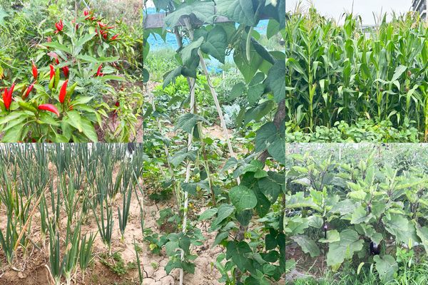 陕煤建设天工公司土建第七项目部：小小“菜园”，播种即是收获