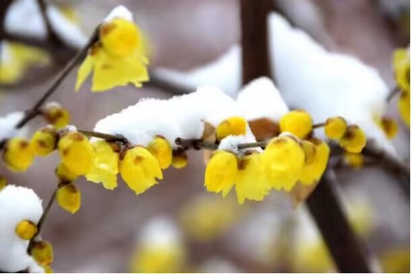  你那里下雪了吗