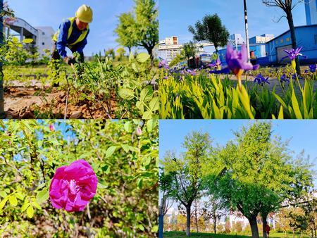 陕煤建设洗选煤运营公司红柳林洗煤厂项目部: 夯实“绿”的底色 呵护“眼”的清灵