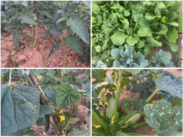 陕煤建设天工公司土建十七部党支部：小小菜园，播种幸福感