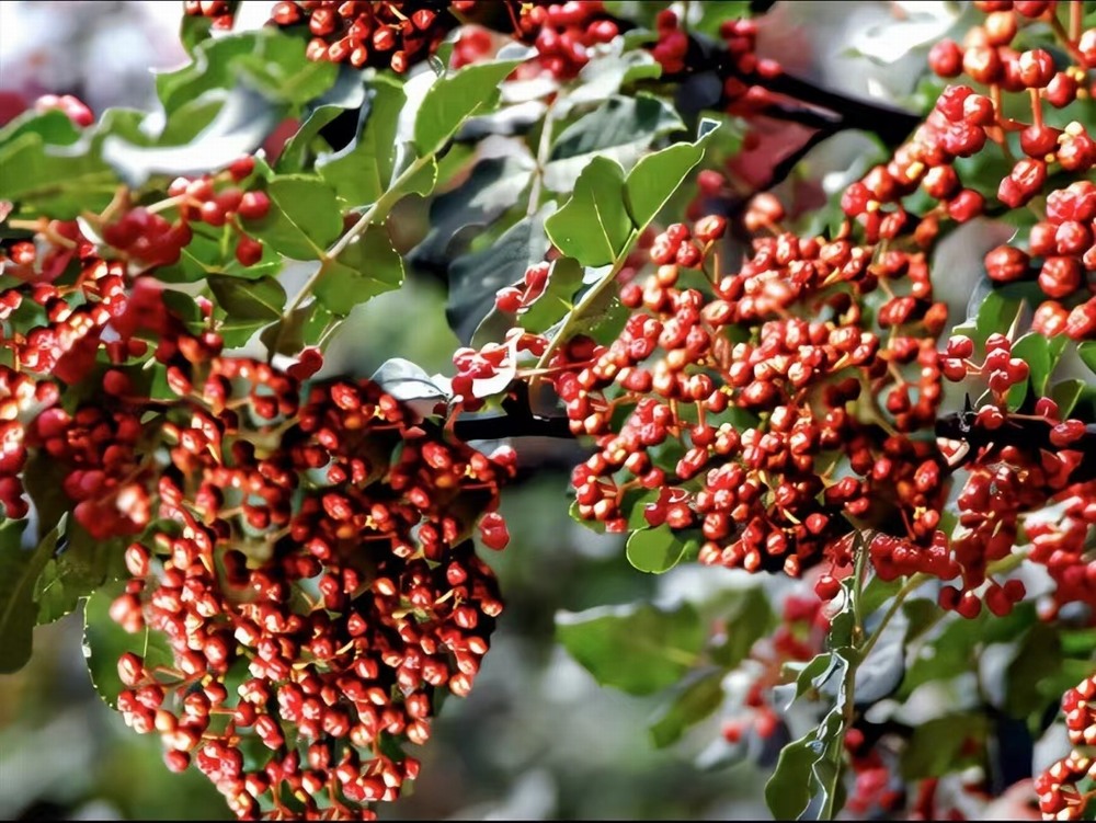  椒香溢韩城，福泽润民心