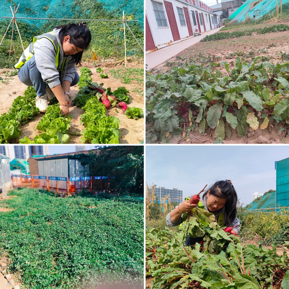 工地小菜园 温馨家味道