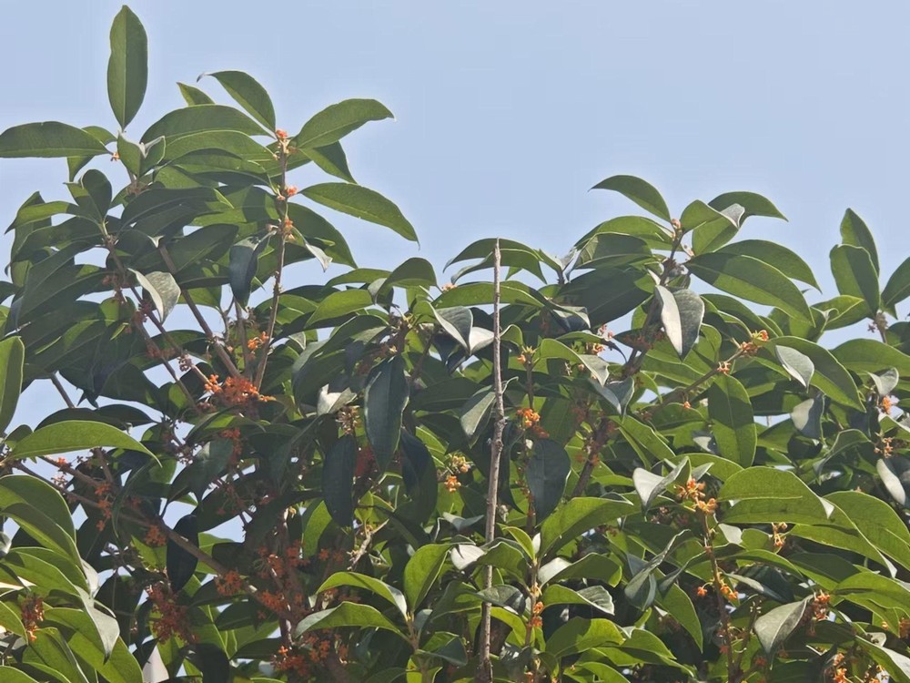 满城桂花香,最是秋意浓