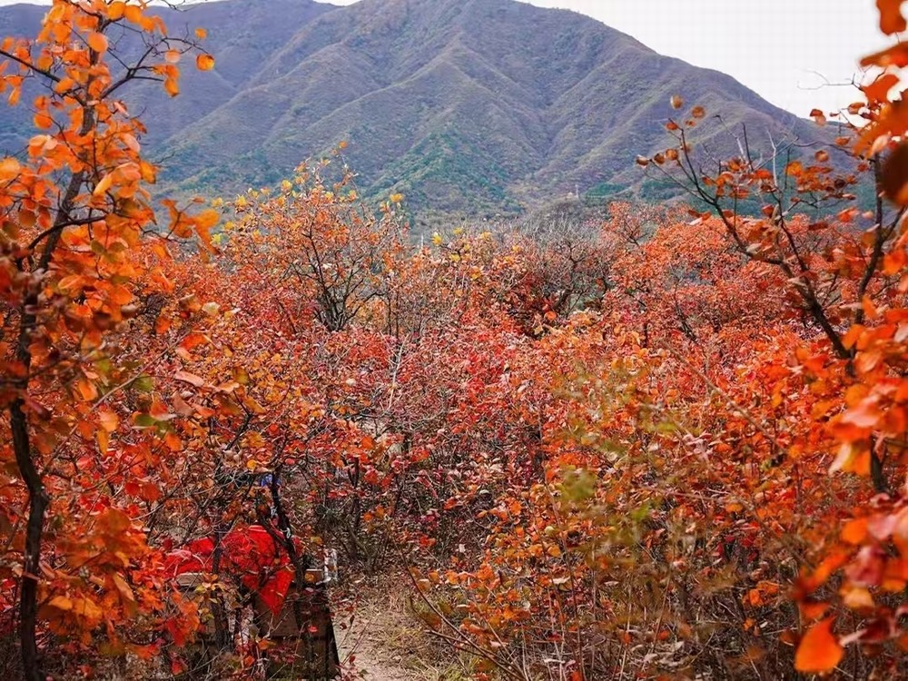 红叶燃情，历史铸魂