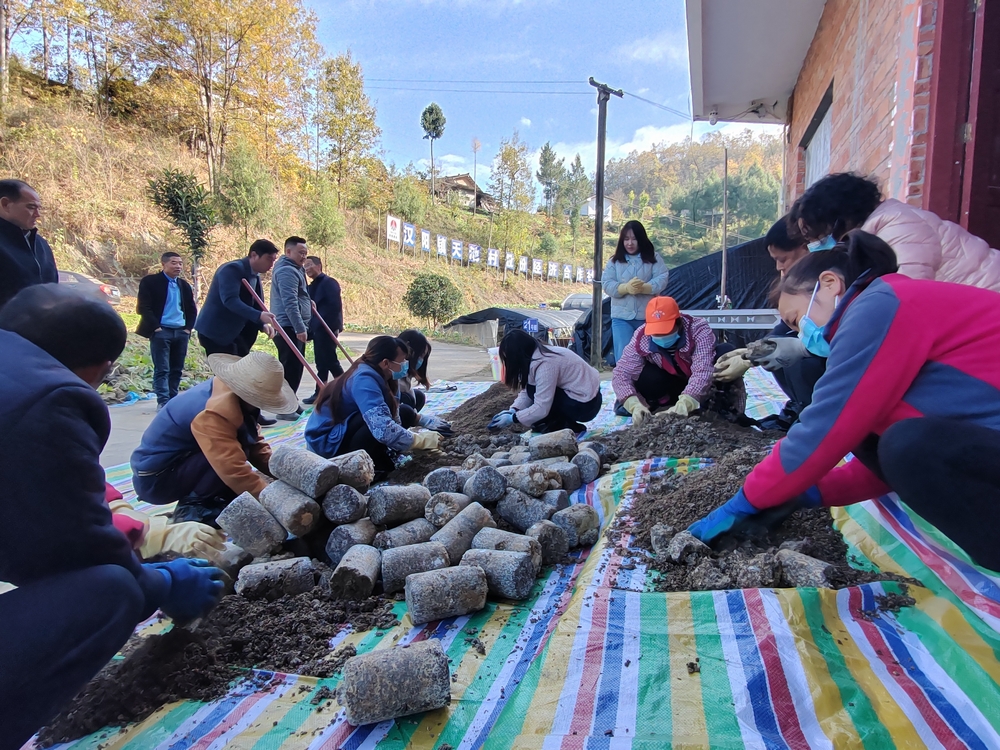 陕煤建设定点帮扶村：羊肚菌产业开启致富新引擎