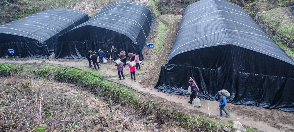 陕煤建设定点帮扶村:学哪吒永破万难 羊肚菌产业从“菌”疑到丰收蝶变