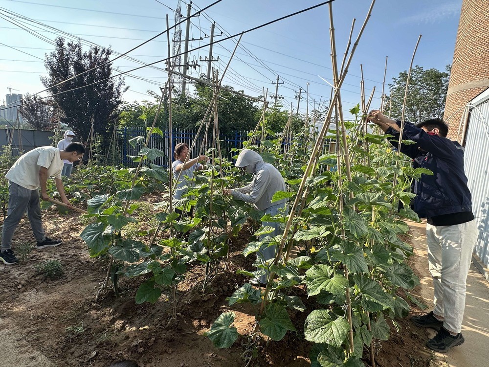 方寸菜园间，镌刻奋斗与温情