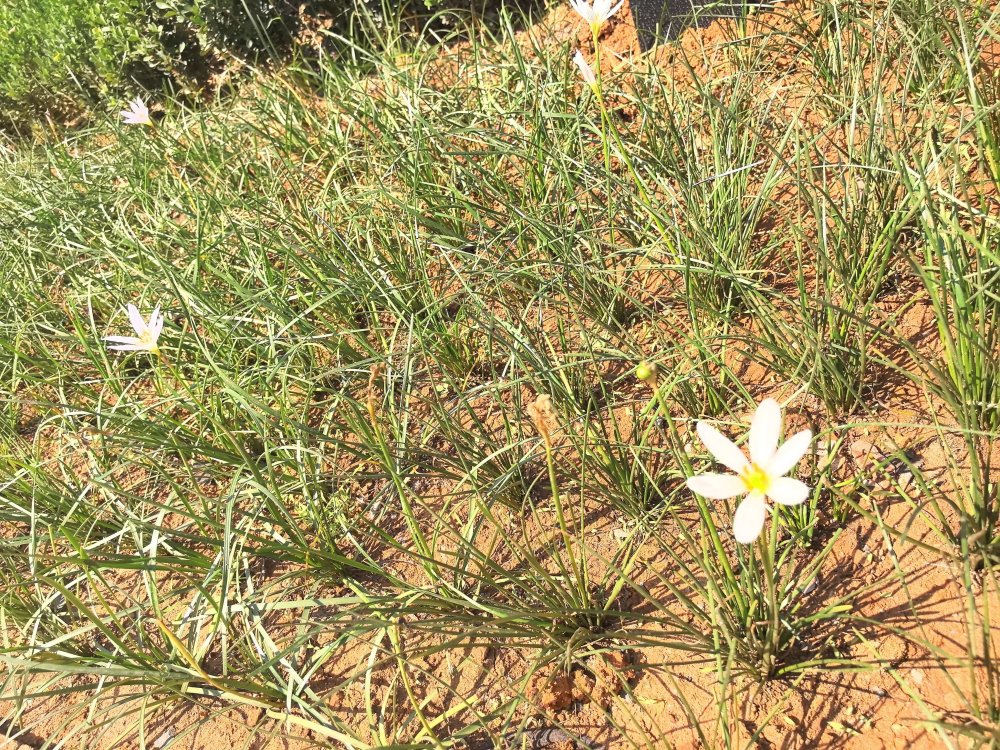 电厂花开时，奋斗自成章